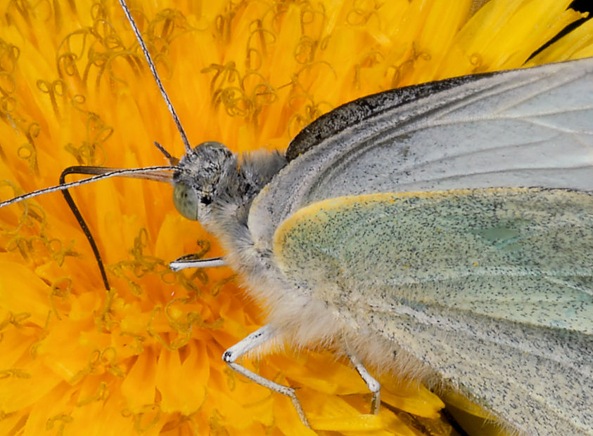 Pieris rapae show e sirfidi svolazzanti